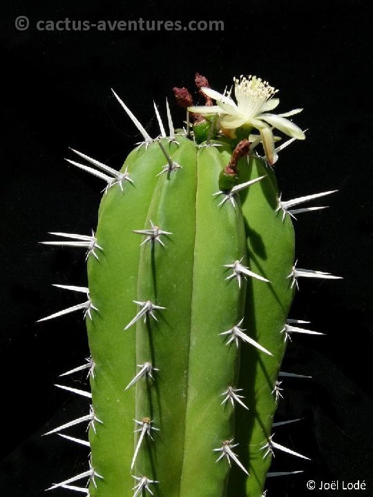 Myrtillocereus hybr.P1030585